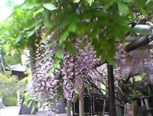 龍潭寺の藤