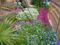 ディズニーシーの花壇１