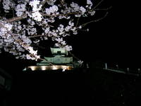夜桜