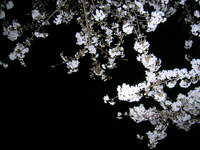 夜桜
