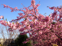 桜の花開く 2012/03/11 13:32:03