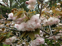 八重の桜、満開！ 2012/04/22 08:25:46