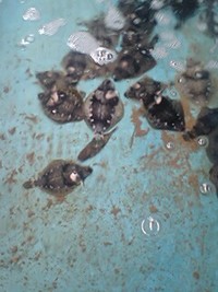 水産試験センターへ 2007/10/24 15:14:03