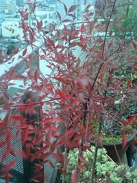 紅葉と 2007/11/28 15:28:44
