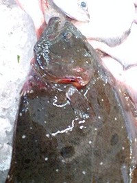 今日の仕入れ 2007/12/04 09:52:44