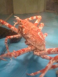 たかあしガニ 2007/12/22 15:02:10
