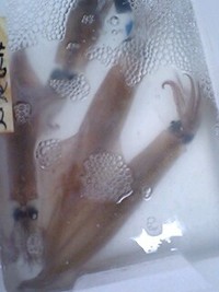 活きの 2008/01/11 09:53:56