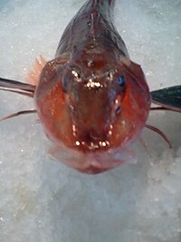 仕入れで 2008/01/12 10:04:12