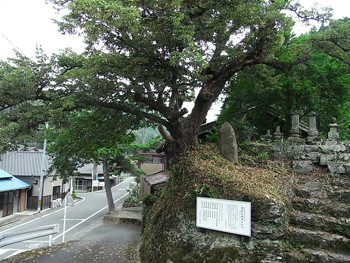 渋川の菩提樹