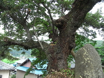 渋川の菩提樹