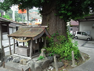 渋川の銀杏