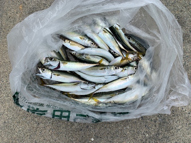 奥浜名湖サビキ釣り 寸座からジョナサン