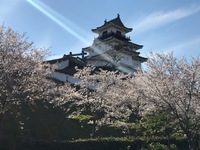 今日の掛川城