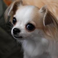 動物愛護法を改正する為の意見書のお願い 2011/08/19 19:32:45
