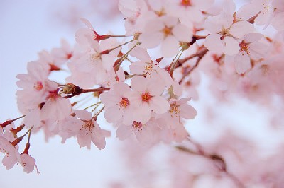 湖西連峰桜プロジェクト