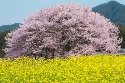湖西連峰桜プロジェクト