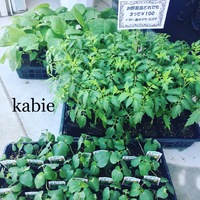 夏野菜の苗、入荷しました