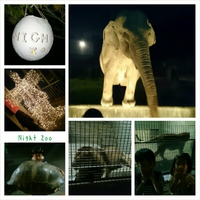Night Zoo 。