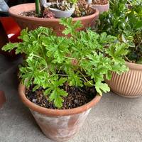 ローズゼラニウム植え替えました 2021/06/20 21:22:36