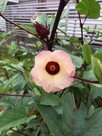 ローゼル植えました！ 2021/06/03 17:18:22