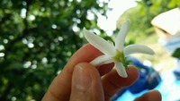 三ヶ日みかんの花摘み＆蒸留体験について 2022/04/10 21:14:55