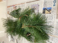 身近な植物で免疫力アップ！ 2021/09/16 21:56:02