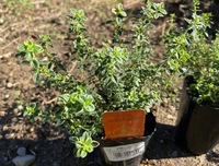 ゴールデンタイムを植えました。 2021/11/10 16:24:33