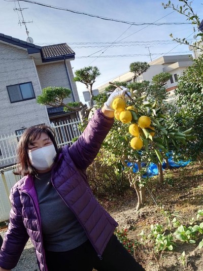 柚子　大収穫祭！