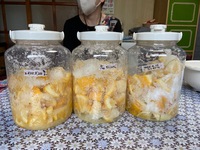 夏みかんの醗酵ドリンク教室開催しました 2022/04/26 20:18:30