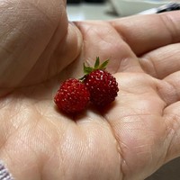 ワイルドストロベリーが順調です 2022/05/09 16:14:31