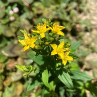 セントジョーンズワートの花が咲きました 2022/07/18 15:47:50