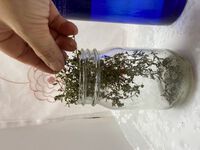 タイムのティンクチャーを作りました 2022/08/22 20:41:11
