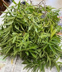 レモンバーベナを刈ってきました 2022/09/11 18:54:38