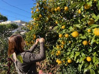 ビタミンカラーの醗酵ドリンクできました 2022/12/11 11:31:54