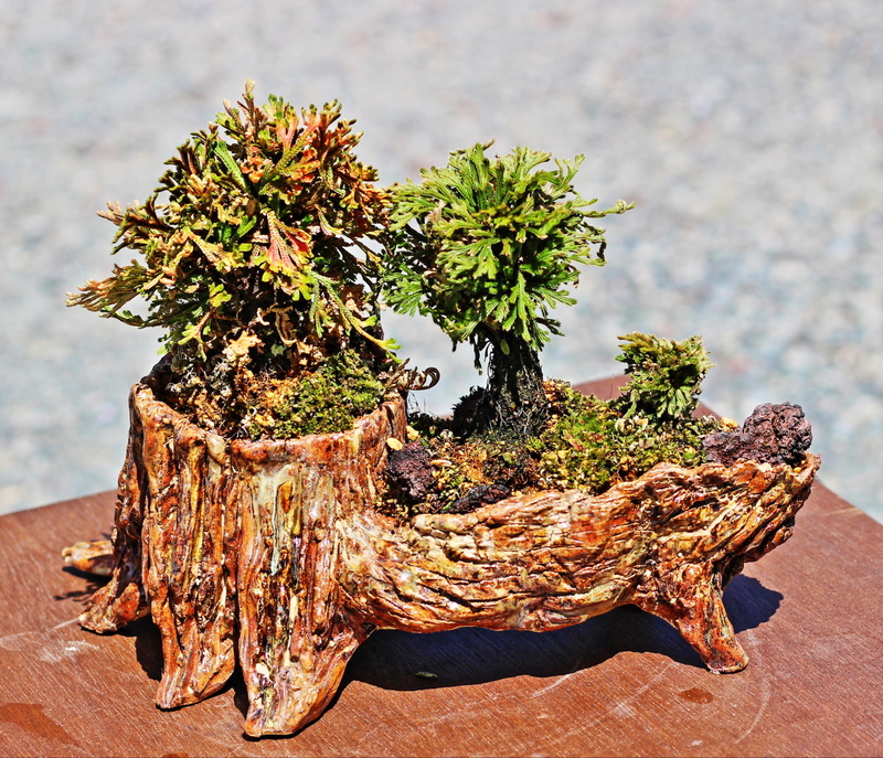 超可爱 HN20220405｜和翠（わすい） 岩ヒバ流木鉢植え 園芸 陶芸 盆栽 その他