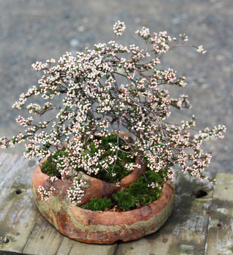 天皇梅 の花翠鉢植えで名残惜しむ春