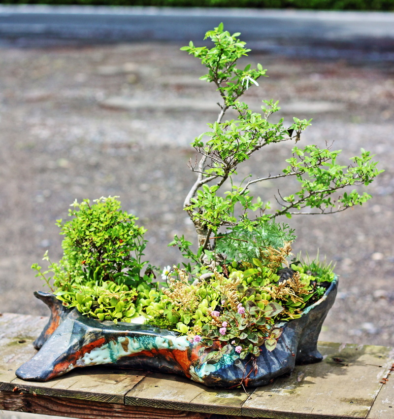 楡欅(ニレケヤキ)の花翠陶芸鉢植え盆栽の世界｜花翠（かすい） 園芸