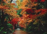遠州三山　ご利益バス　・・・・　紅葉めぐり　（袋井市）