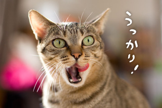 イネ、ネコカウンセリング
