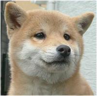 犬から学ぶこと　倫理の実践と心理学 2019/12/27 09:02:23