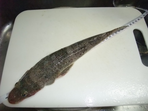 真夏の浜名湖とその沖