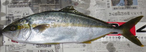 イエローランナー