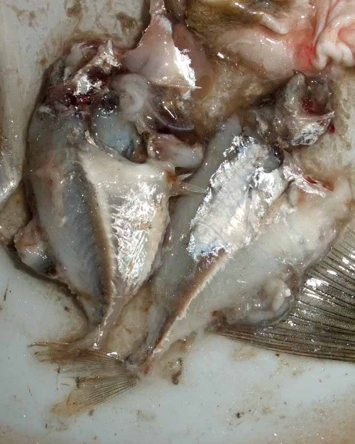 美味いのか？