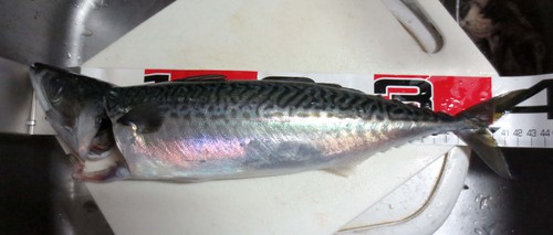 サバ釣り