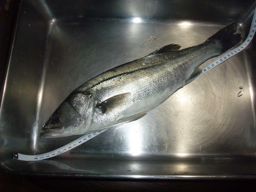久しぶりの釣行