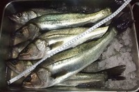 ２０１２年釣り納め