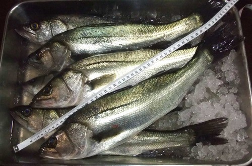 ２０１２年釣り納め