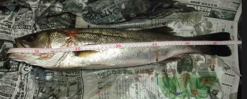 11月10日の記事