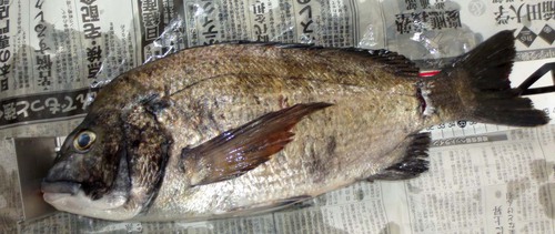 ダメな時はボトムワインド