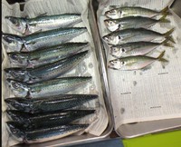 土曜のサバ釣り